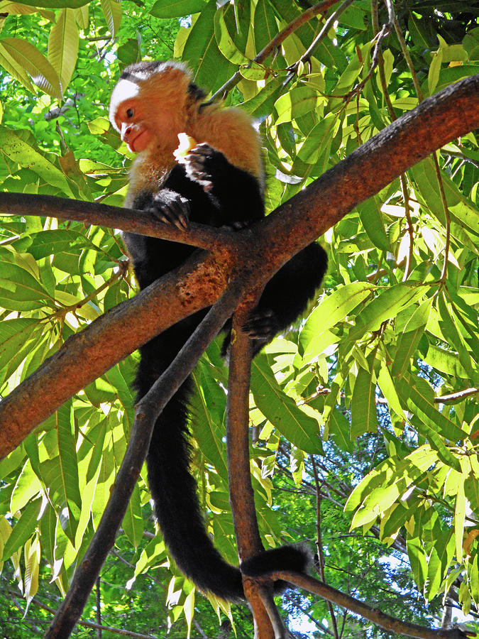 Capuchin Monkey 5 Photograph by Ron Kandt