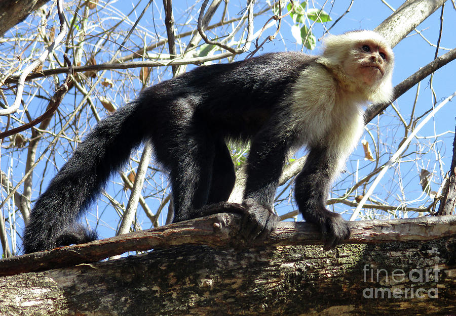 Capuchin Monkey 6 Photograph by Randall Weidner