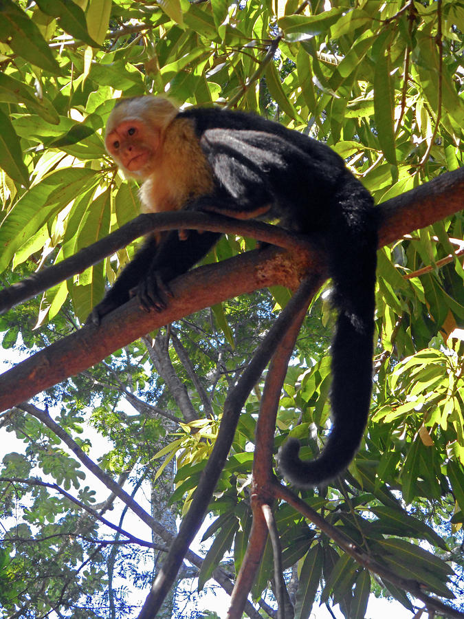Capuchin Monkey 6 Photograph by Ron Kandt