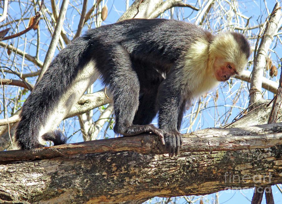 Capuchin Monkey 7 Photograph by Randall Weidner