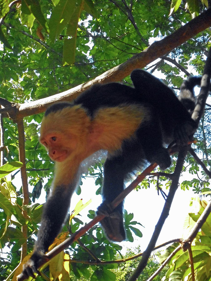 Capuchin Monkey 7 Photograph by Ron Kandt