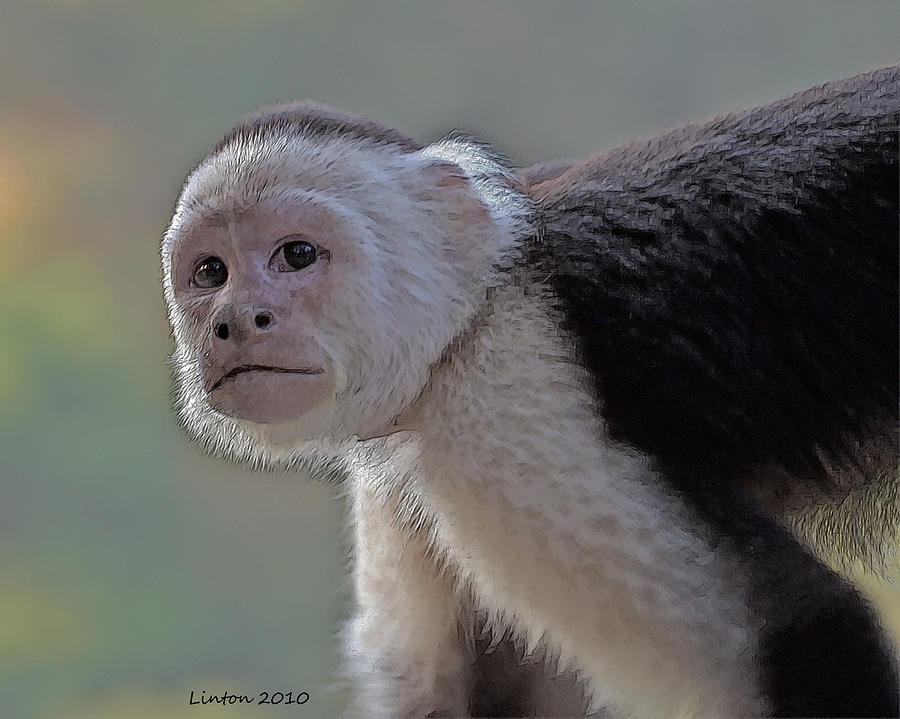 Capuchin Monkey Digital Art by Larry Linton