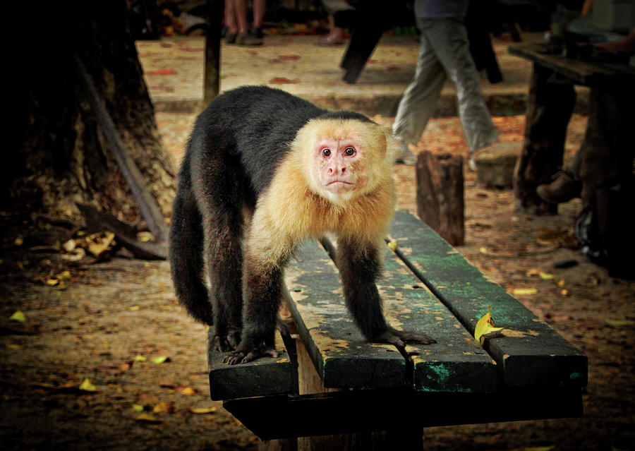 Capuchin Monkey Looking for a Handout Photograph by Carolyn Derstine