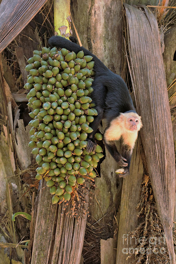Capuchin Monkey Lunch Photograph by Natural Focal Point Photography