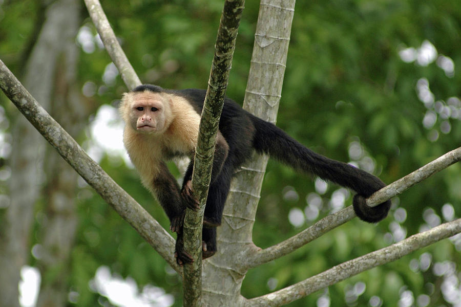 Capuchin Monkey No. 1 Photograph by Sandy Taylor