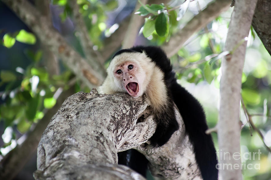 Capuchin Monkey On A Tree Photograph By Asaf Brenner - Fine Art America