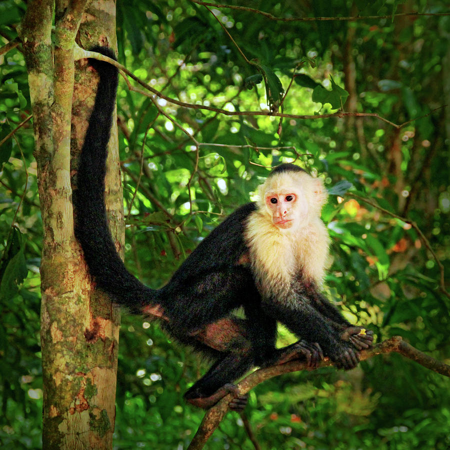 Capuchin Monkey Portrait Photograph by Carolyn Derstine