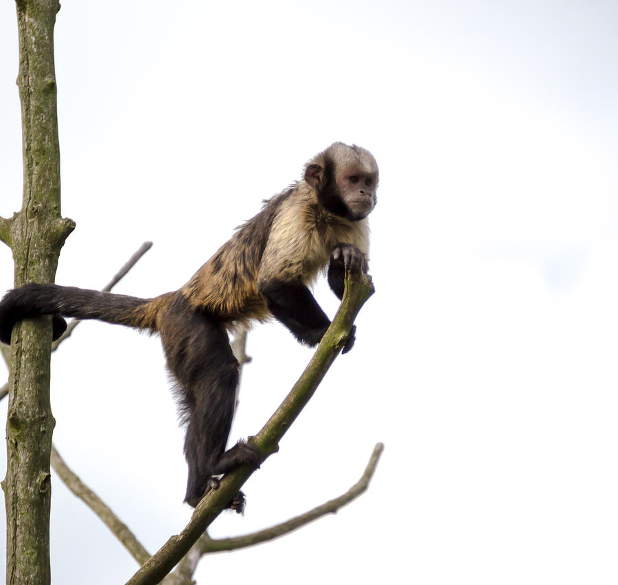 Capuchin Monkey Photograph by Scott Lyons