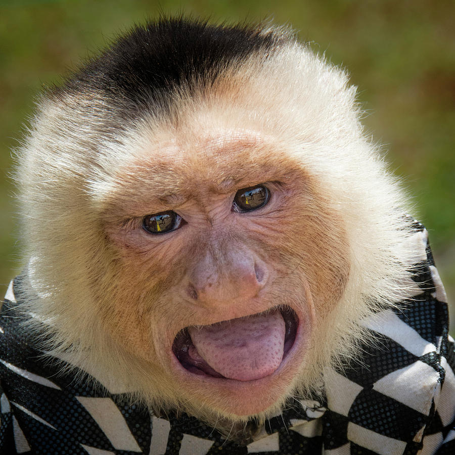 Capuchin Monkey with Something to Say Photograph by Mitch Spence