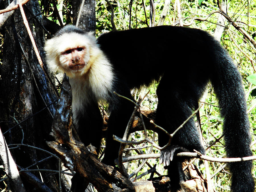 Capuchin Monkeys 19 Photograph by Ron Kandt