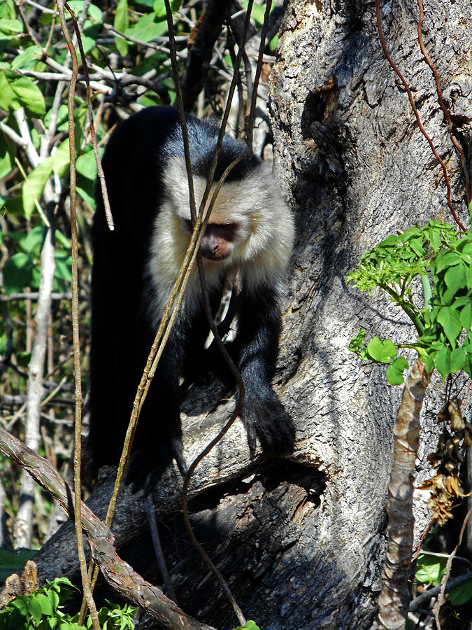 Capuchin Monkeys 20 Photograph by Ron Kandt