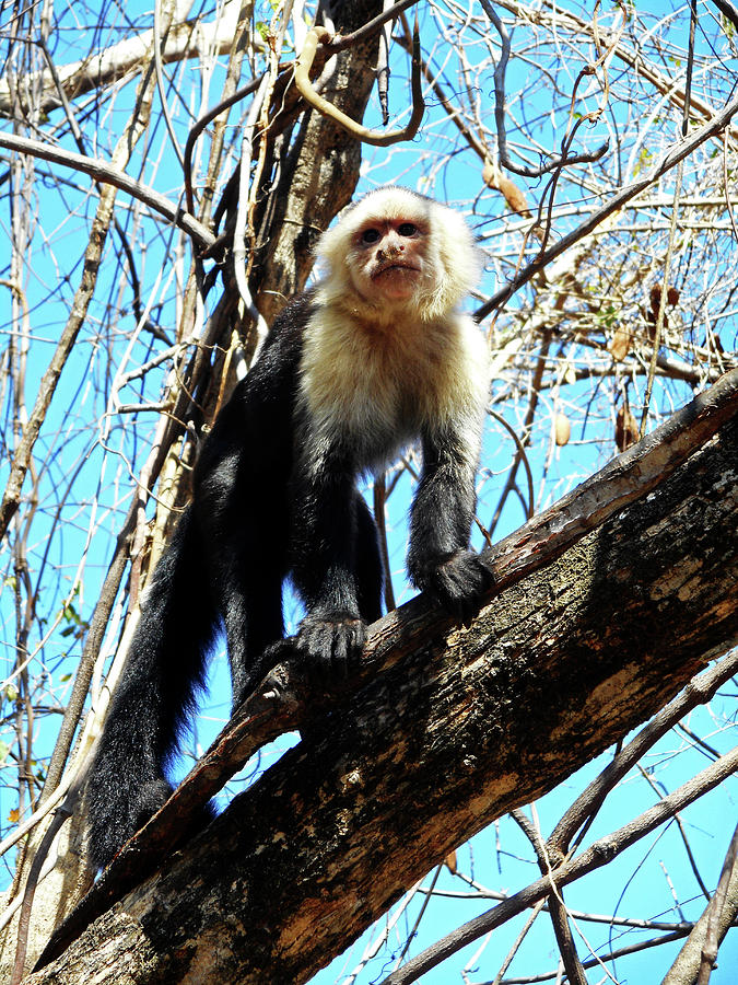 Capuchin Monkeys 21 Photograph by Ron Kandt