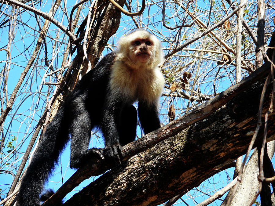 Capuchin Monkeys 22 Photograph by Ron Kandt