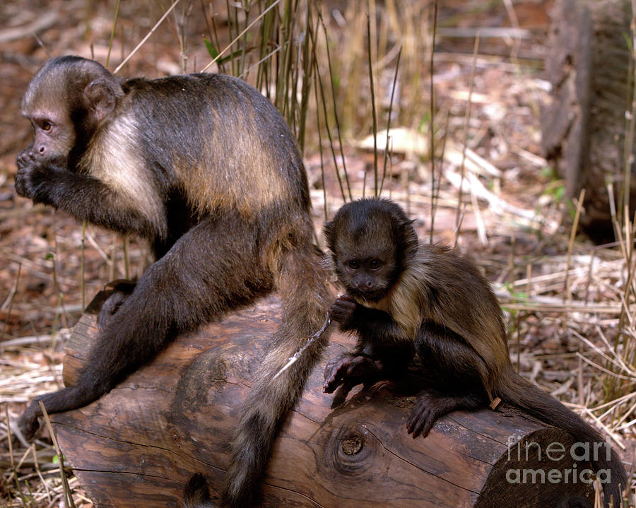 Brown Capuchin Monkeys Photograph by Stephen Melia