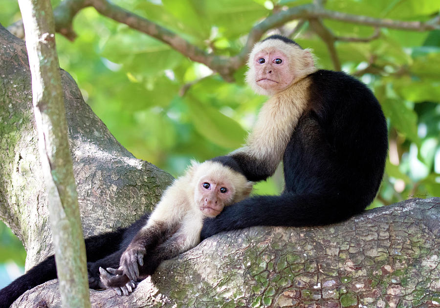 Capuchin Monkeys Photograph by Judi Dressler
