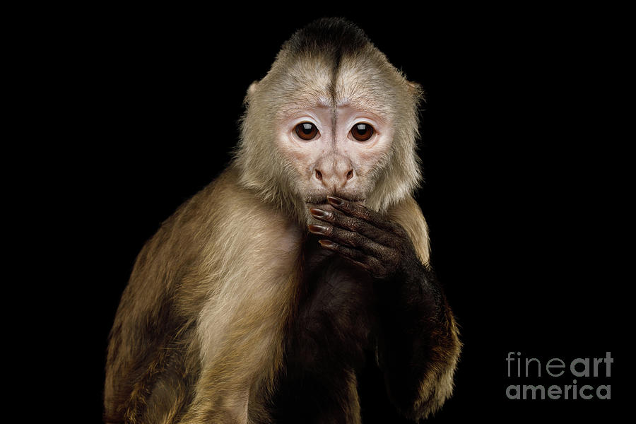 Capuchin said the wrong thing Photograph by Sergey Taran