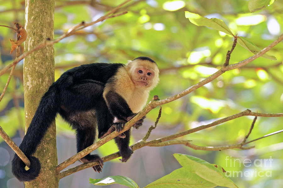 Capuchin Stare Photograph by Natural Focal Point Photography