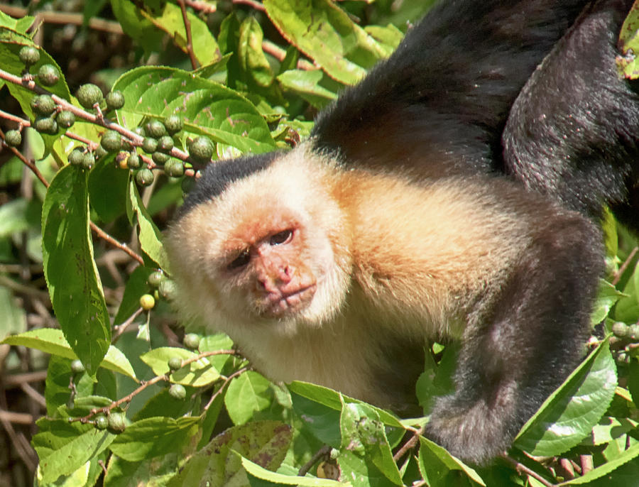 Capuchine 1 Photograph by Jessica Levant