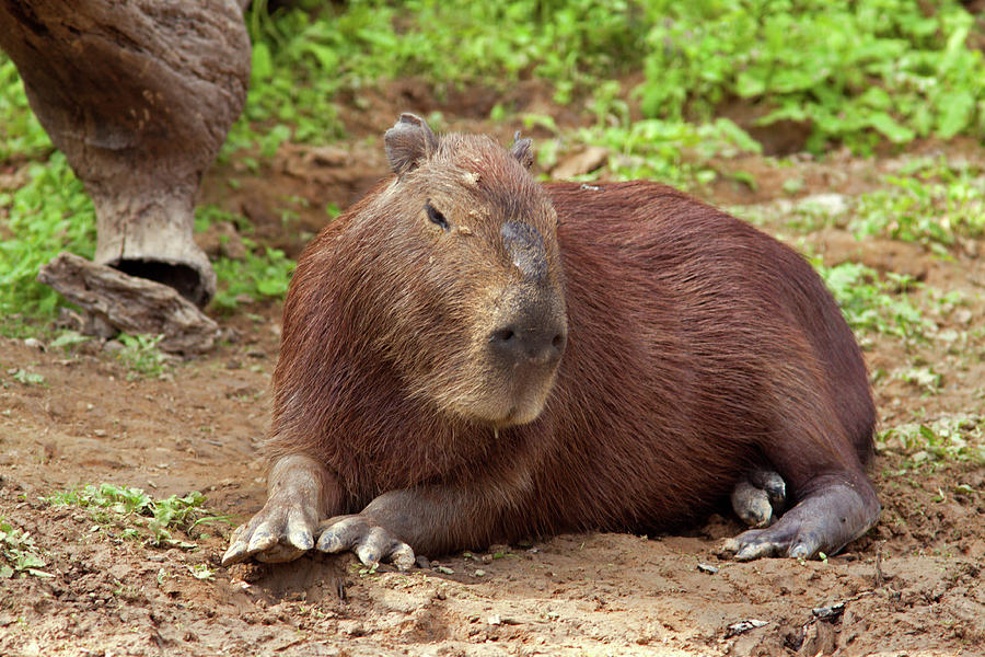 Capybara Photograph by Aivar Mikko