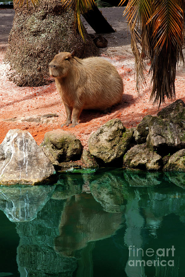 Capybara Photograph by Anthony Totah