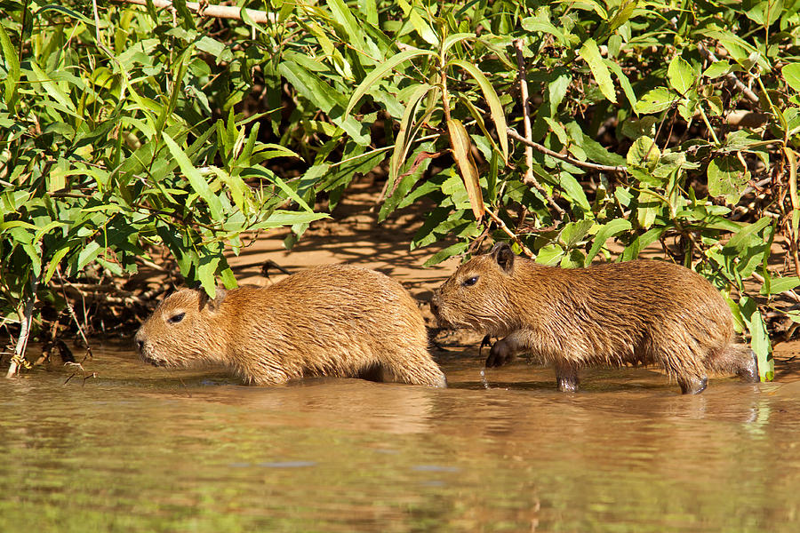 Capybara Babies Photograph by Aivar Mikko