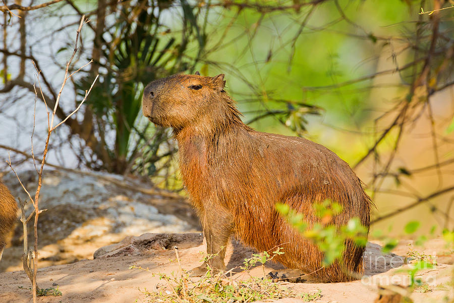 Capybara Photograph by B.G. Thomson