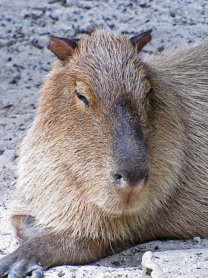 Capybara Photograph by Bob Slitzan