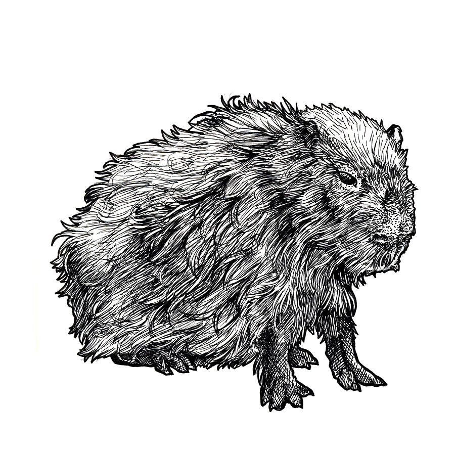 Capybara Drawing by Callan Rogers-Grazado | Pixels