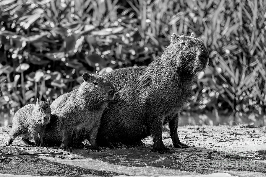 Capybara family Photograph by Pravine Chester