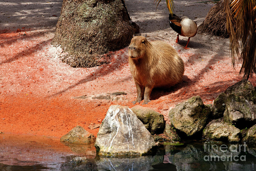 Capybara - Hydrochoerus hydrochaeris Photograph by Anthony Totah