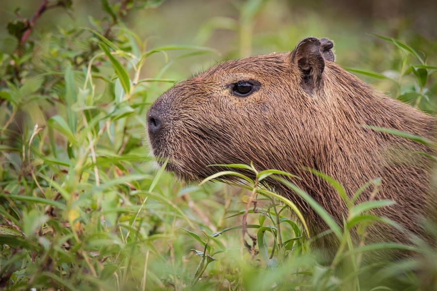 Capybara Photograph by Kyle Wullschleger - Fine Art America