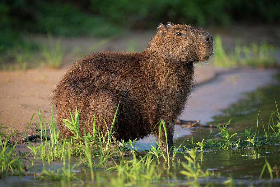 capybara eating grass