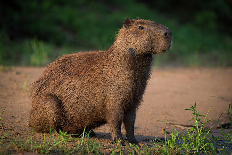 Capybara sitting on beach on river bank Photograph by Ndp | Fine Art ...