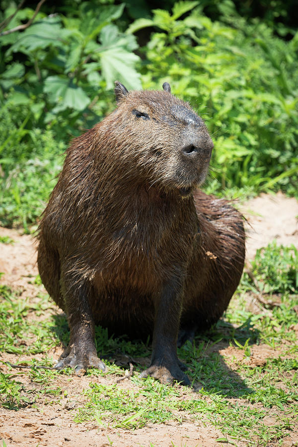 Capybara Sitting On River Bank In Sunshine Photograph By Ndp - Fine Art 