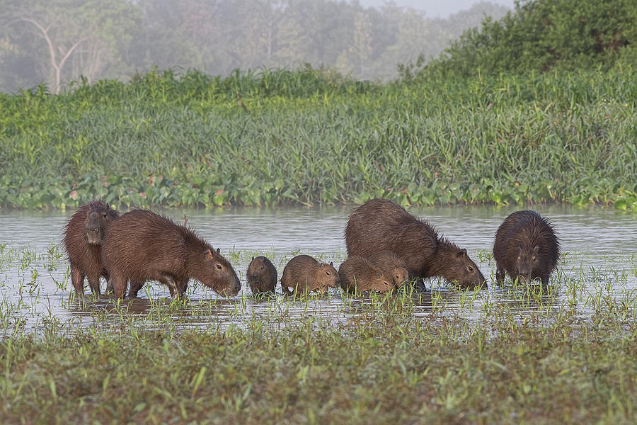Capybara Photograph by Wade Aiken