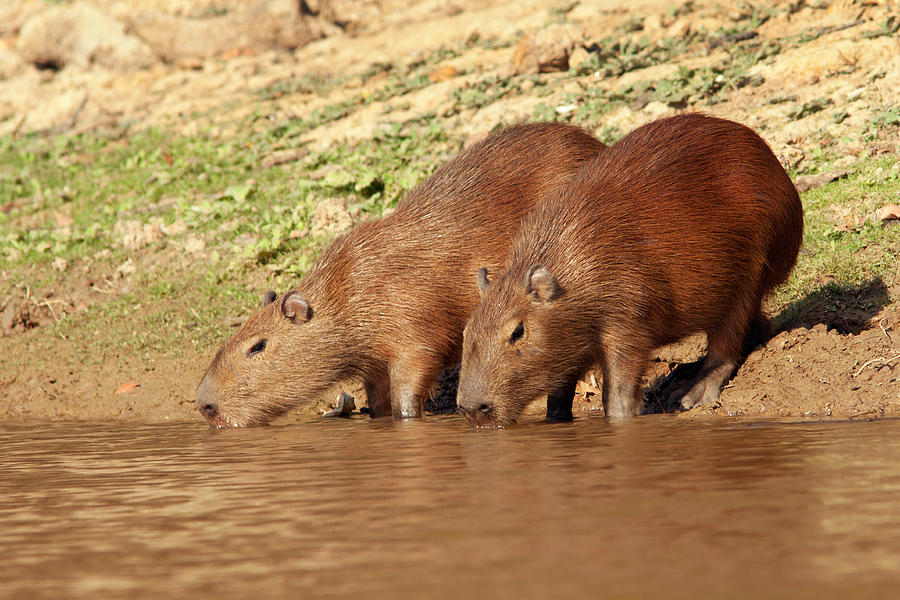 Capybaras Drinking in Yakuma River Photograph by Aivar Mikko
