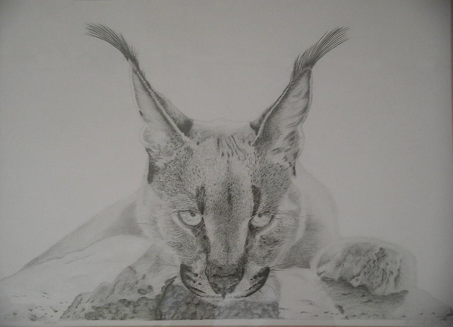 Caracal Drawing by Adrian Wells