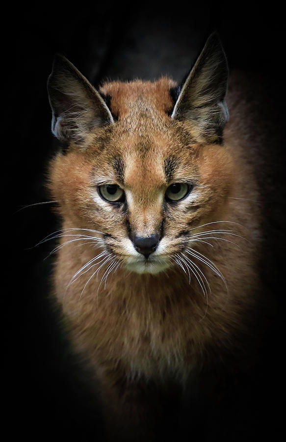 Caracal Cat In The Shadows Photograph by Athena Mckinzie