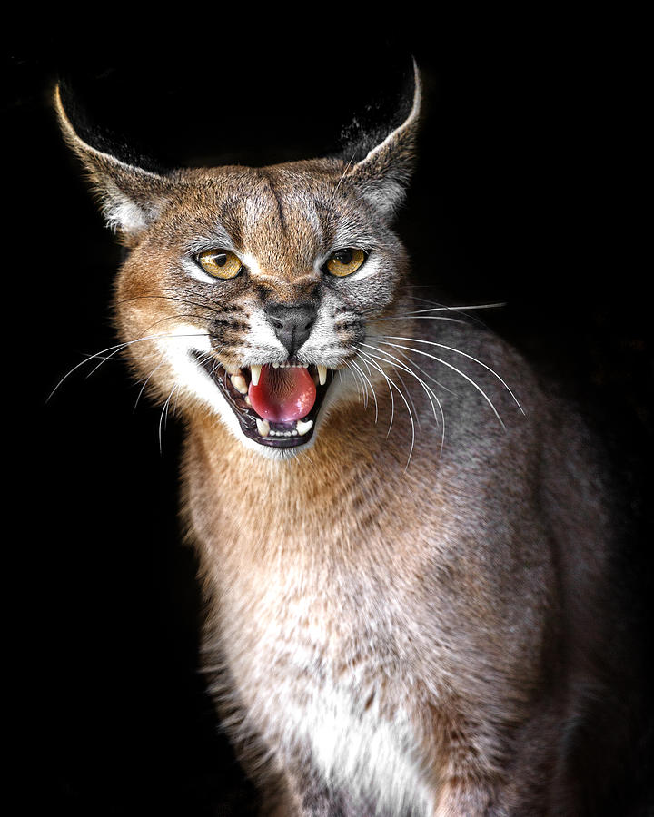 Caracal Hissy Fit Photograph by Wes and Dotty Weber