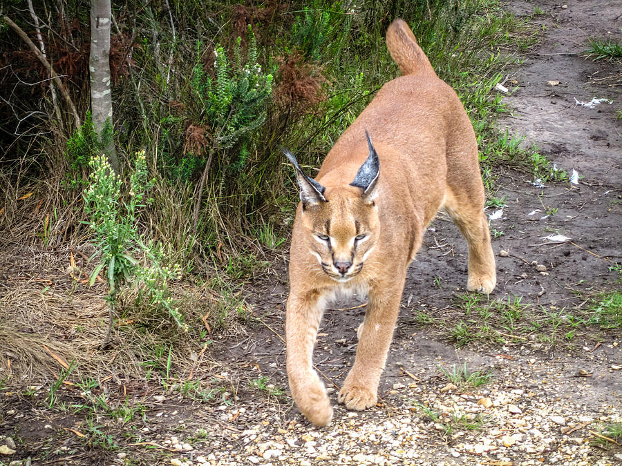 Caracal Hunting Photograph by Gregory Daley  MPSA