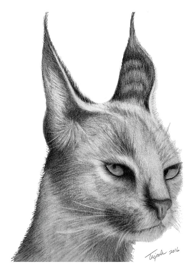 Caracal Drawing by Lawrence Tripoli