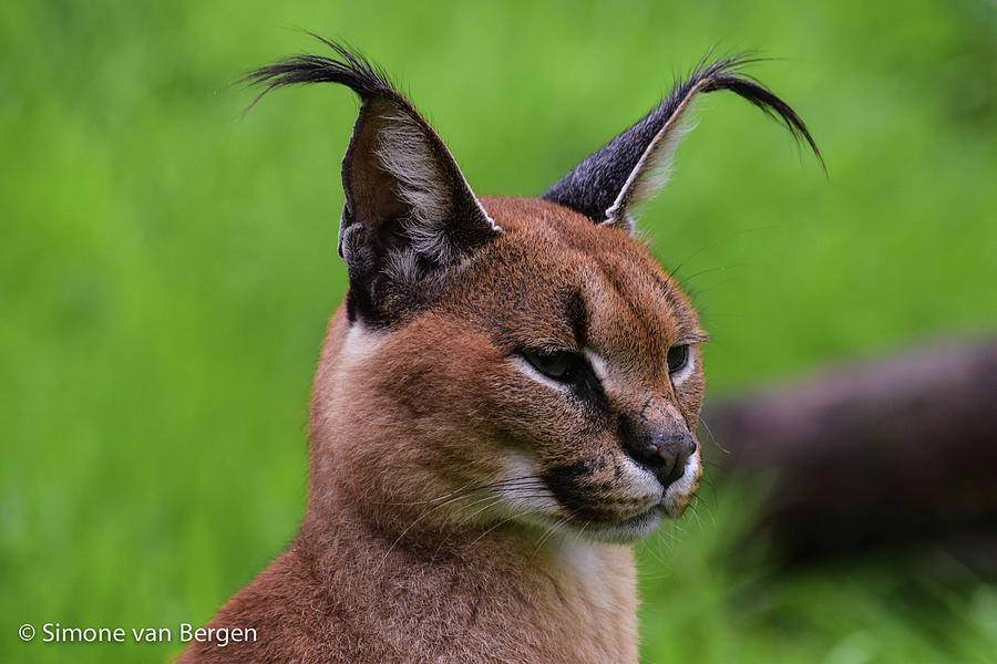 Caracal Photograph by Simone Van Bergen - Fine Art America