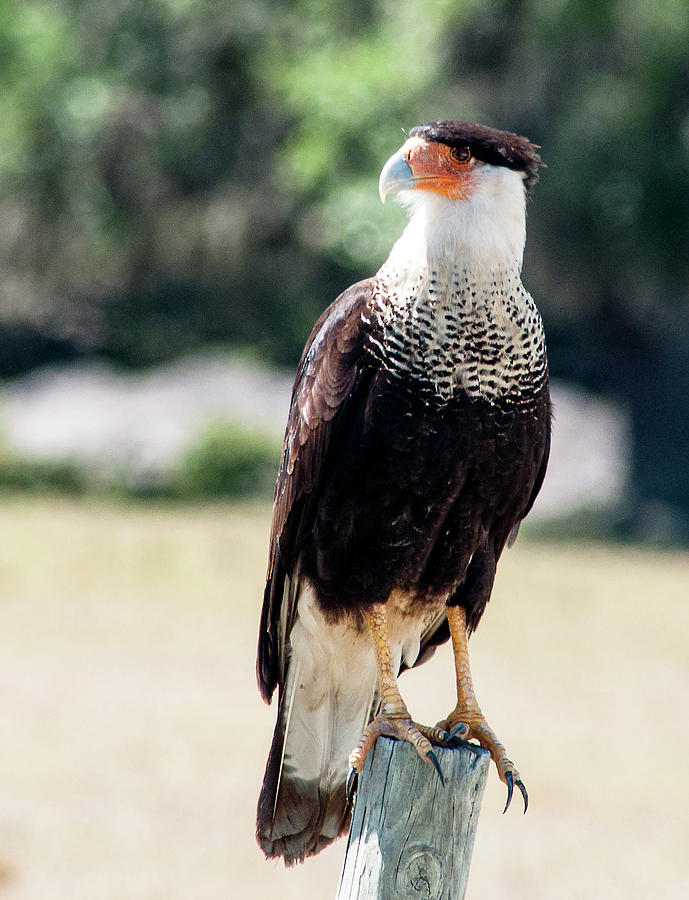 Caracara Cheriway Photograph by Norman Johnson - Fine Art America