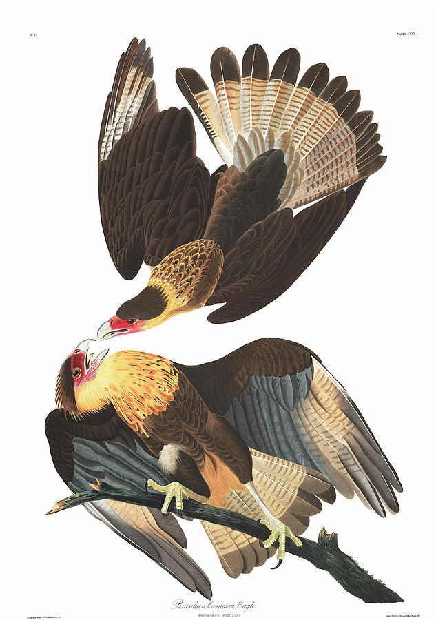 John James Audubon Painting -  Brasilian Caracara Eagle #3 by John James Audubon