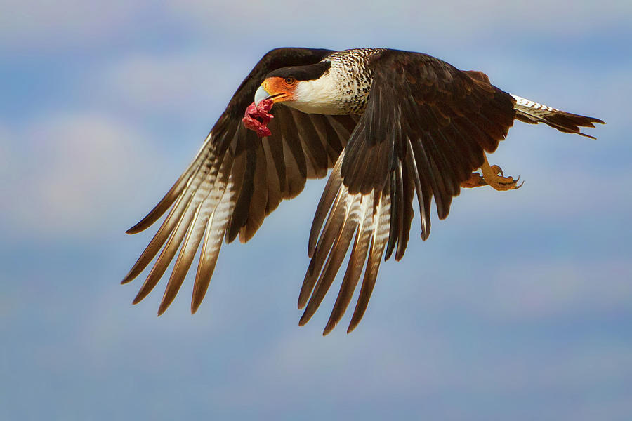 Caracara in Flight Photograph by Jerry Fornarotto