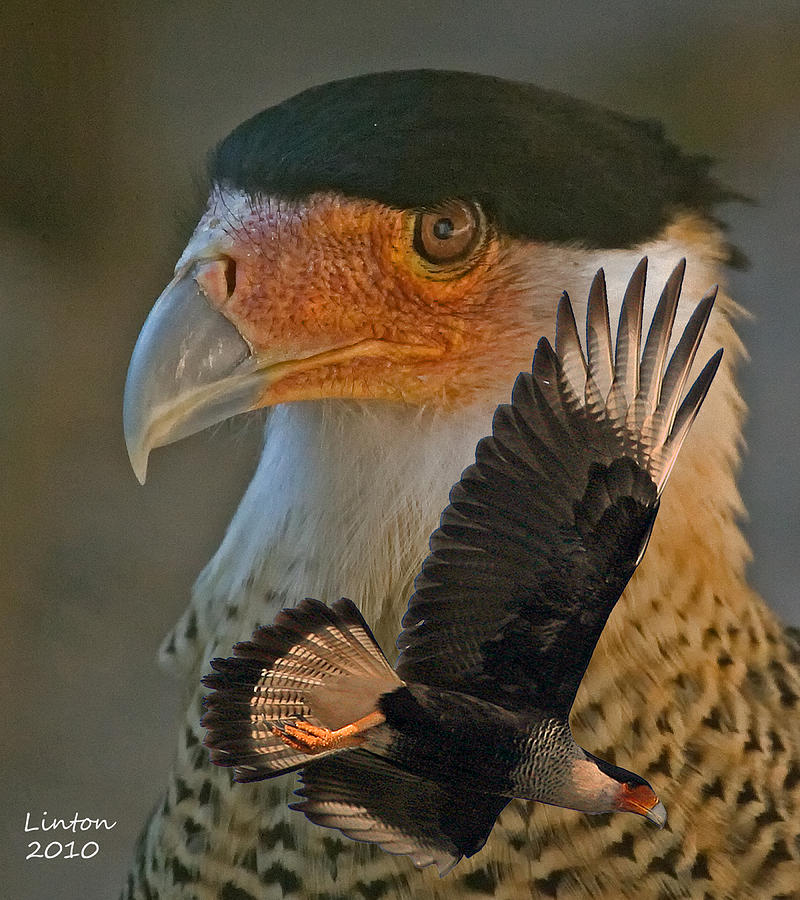 Caracara Montage Photograph by Larry Linton