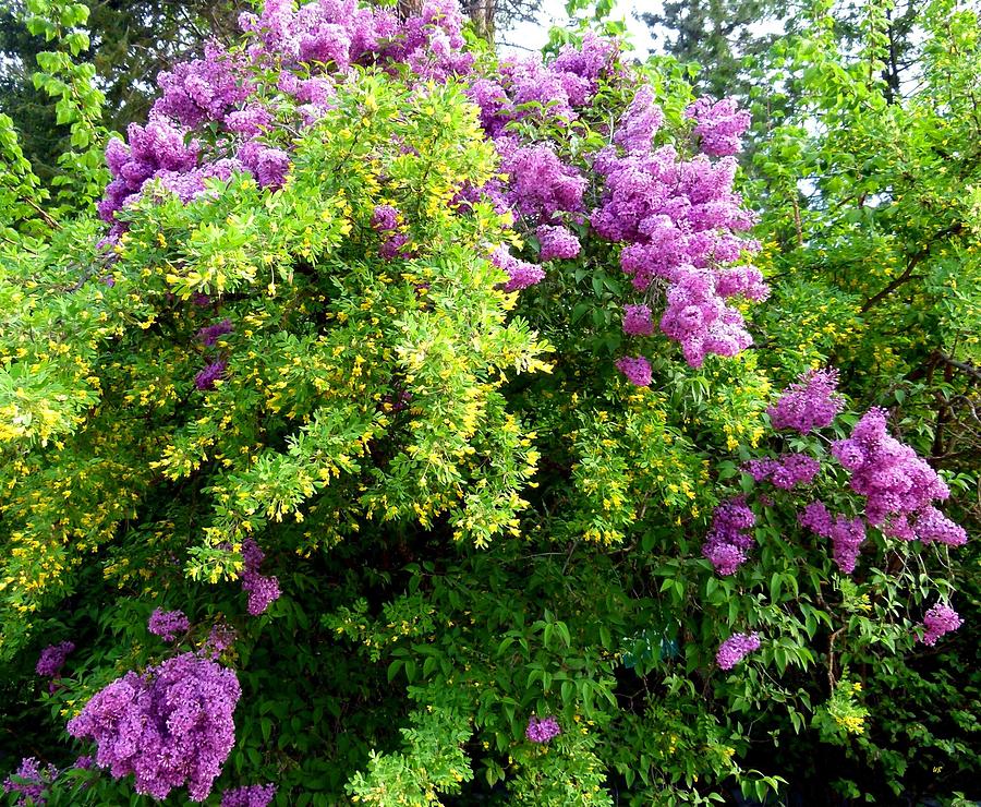 Spring Photograph - Caragana And Lilacs by Will Borden