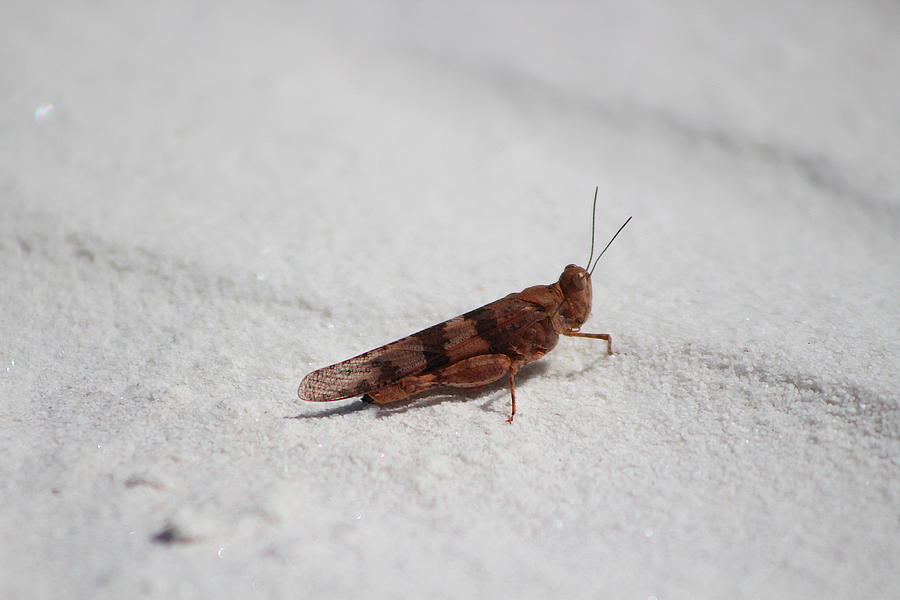 Insects Photograph - Caramel and Coffee Brown Locus in White Sands by Colleen Cornelius