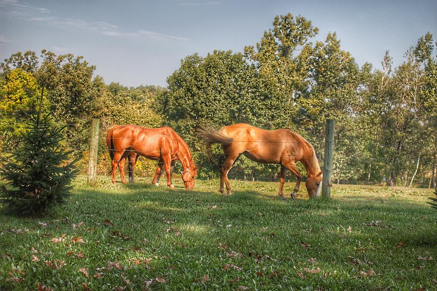 1006 - Caramel Horses I Photograph by Sheryl L Sutter