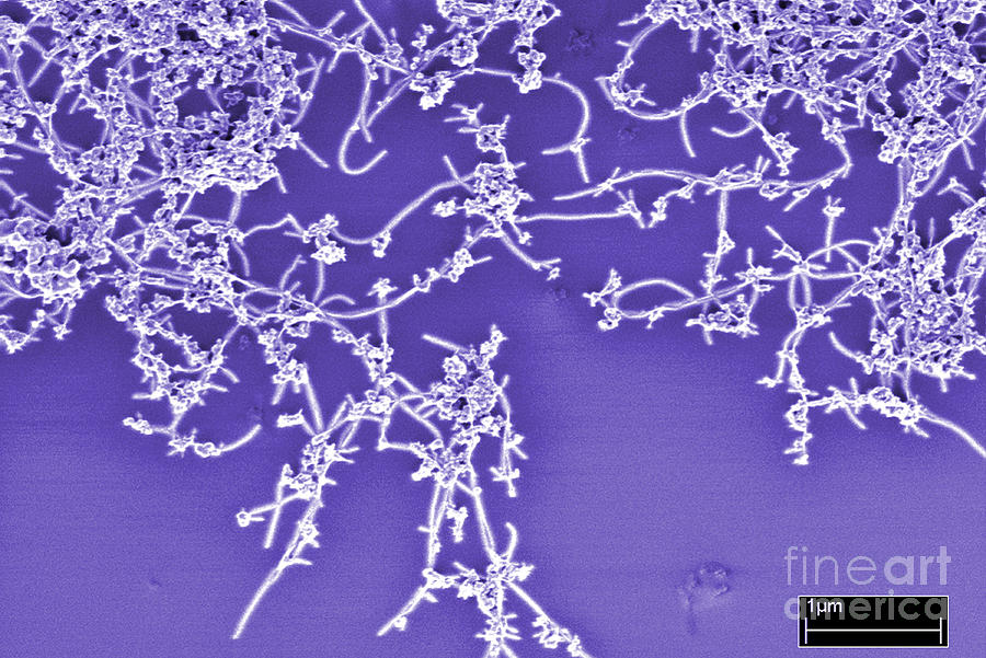 Carbon Nanotubes Photograph by NIST/Science Source